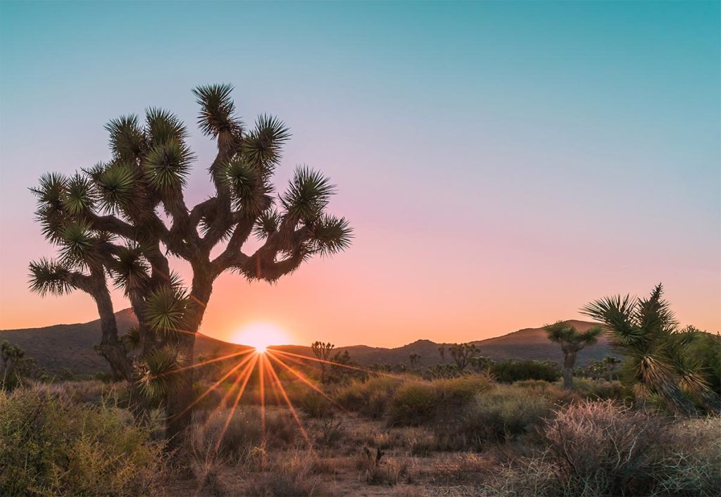 Visit our Luxury Palm Springs Hotel in Spring 2020