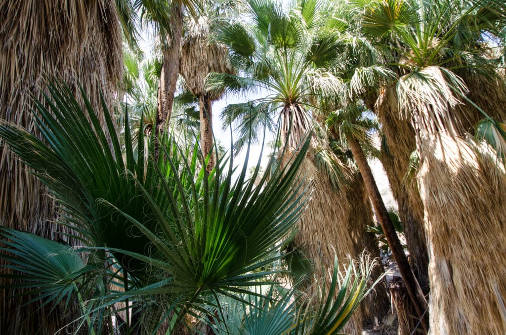 Indian Canyons in Palm Springs is a short hop from our Palm Springs Hotel.