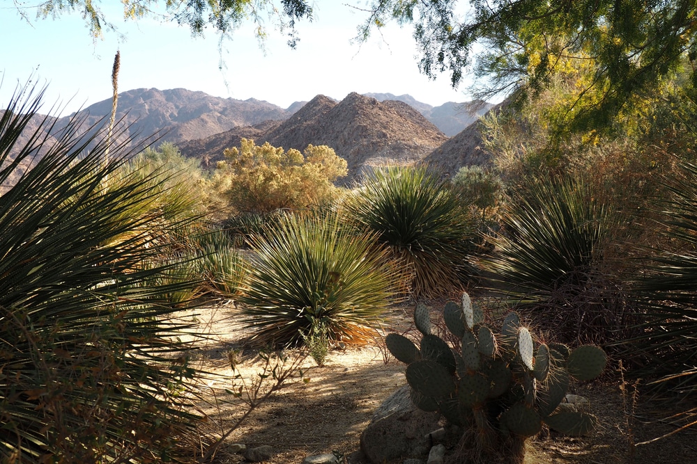 Living Desert Zoo